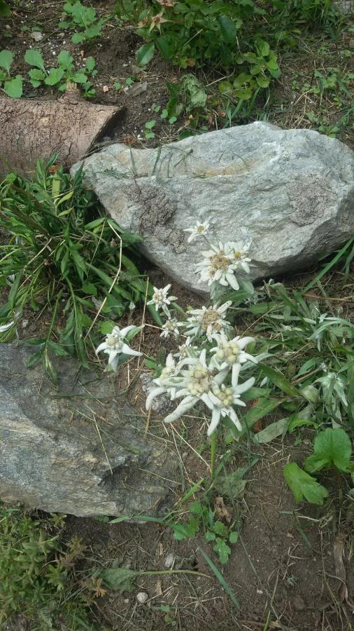 Rifugio Stella Alpina *